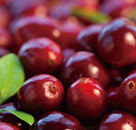 Exocyan TM法国莱科瑞蔓越莓提取物